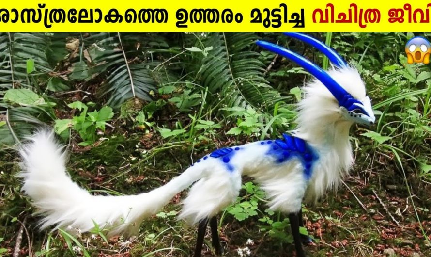 ഇങ്ങനെയും ജീവികളുണ്ടോ ?!😱