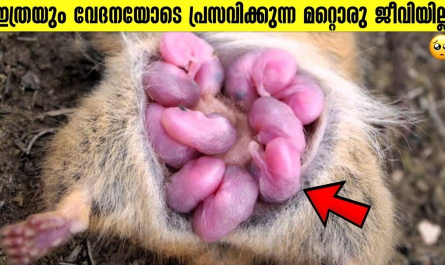 വിചിത്രമായി കുഞ്ഞുങ്ങൾക്ക് ജന്മം നൽകുന്ന ജീവികൾ!