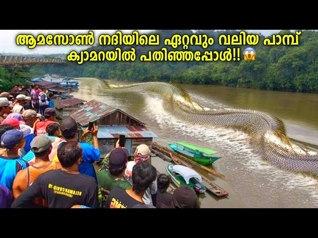 ആമസോണിലെ ഏറ്റവും വലിയ പാമ്പ്!😱