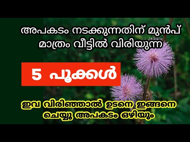 അപകടം നടക്കുന്നതിന് മുൻപ് മാത്രം വീട്ടിൽ വിരിയുന്ന 5 പുക്കൾ