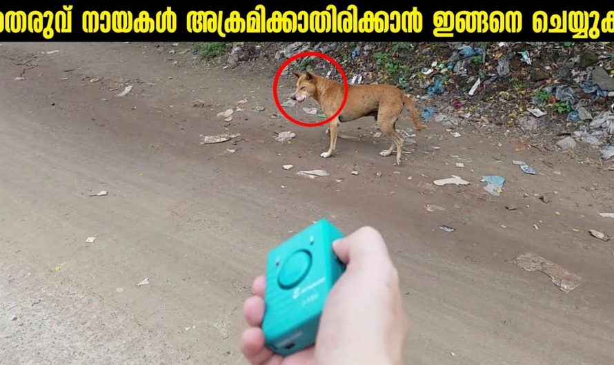 തെരുവ് നായകളിൽ നിന്നും രക്ഷപ്പെടാനുള്ള വഴികൾ!