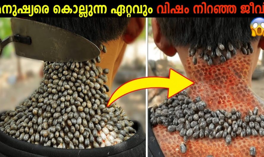 ഭൂമിയിലെ ഏറ്റവും വിഷം നിറഞ്ഞ ജീവികൾ! |