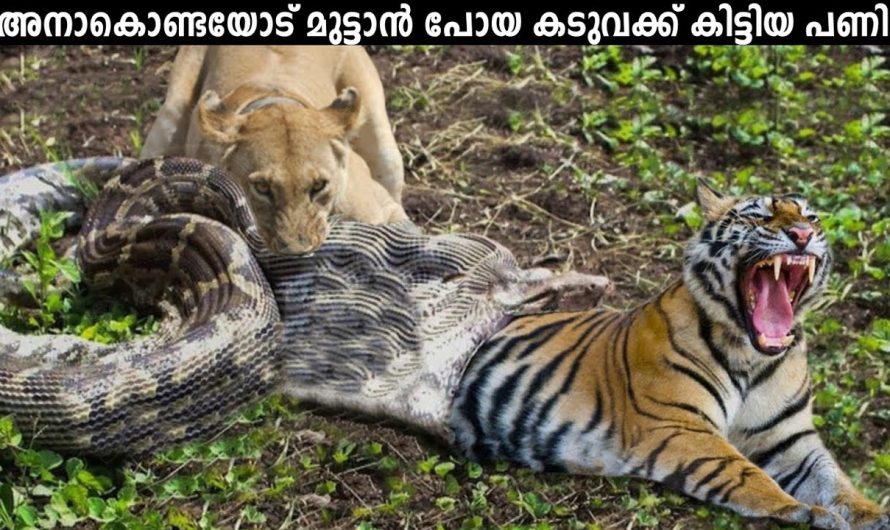 അനാകൊണ്ടയും കടുവയും തമ്മിൽ ഏറ്റുമുട്ടിയാൽ!