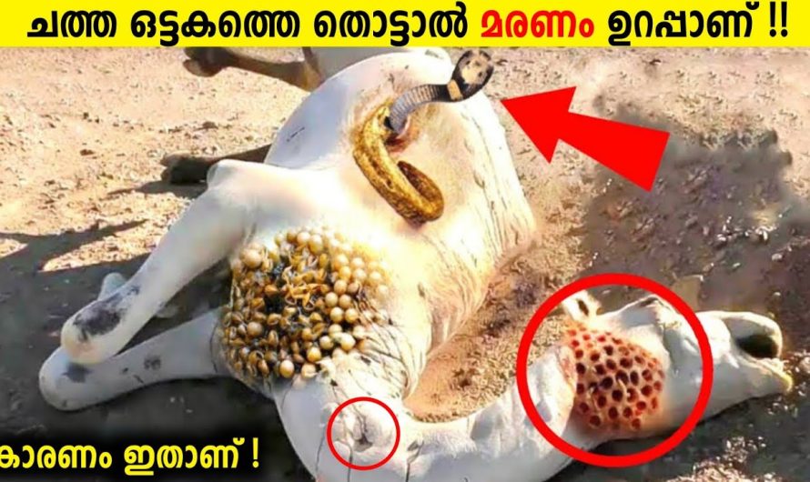 ചത്ത ഒട്ടകം പൊട്ടിത്തെറിക്കുന്നത് ഇത് കൊണ്ടാണ്!