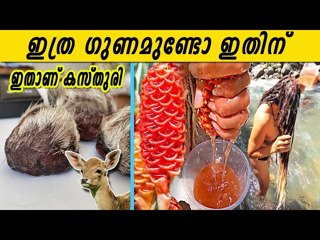 പ്രകൃതി ഒരുക്കിയ വിസ്മയങ്ങൾ