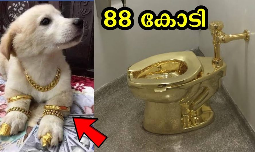 സമ്പന്നർ അവരുടെ പണം ചിലവാകുന്ന വ്യതസ്ത രീതികൾ