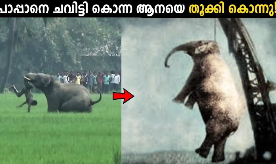 ഇടഞ്ഞ ആനയെ തൂക്കിലേറ്റിയപ്പോൾ!😱