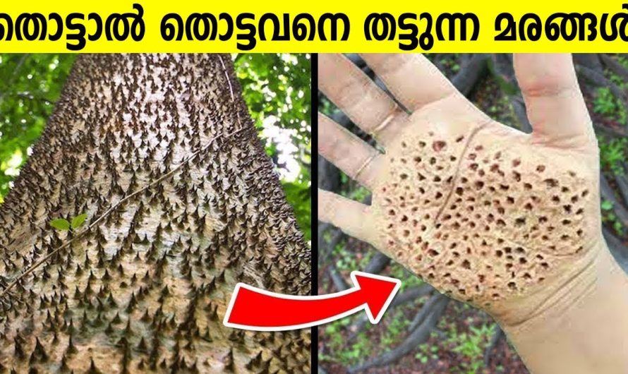 ലോകത്തിലെ തന്നെ ഏറ്റവും അപകടമേറിയ മരങ്ങൾ