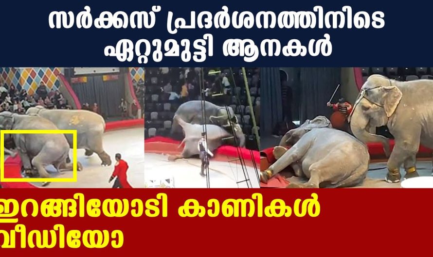 പ്രദര്‍ശനത്തിനിടെ ആനകളുടെ മല്ലയുദ്ധം