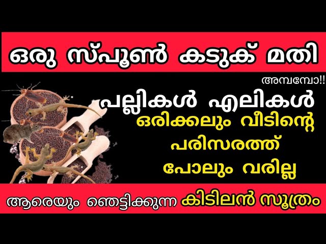 ഒരു സ്പൂൺ കടുകു മതി പല്ലി എലി കൂട്ടം കൂട്ടമായി ഓടും ആരും പറയാത്ത സൂത്രം