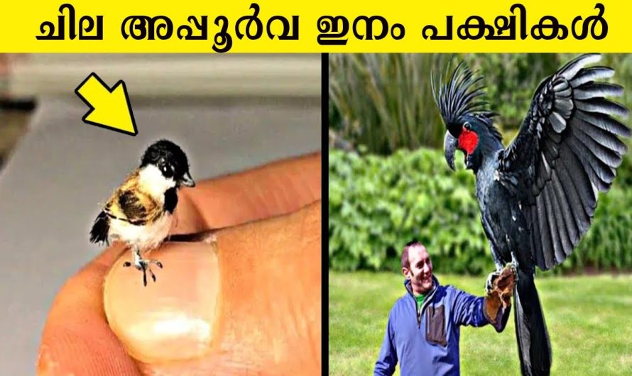 ഭൂമിയിലെ ഏറ്റവും അപൂർവ്വമായ 8 പറവകൾ