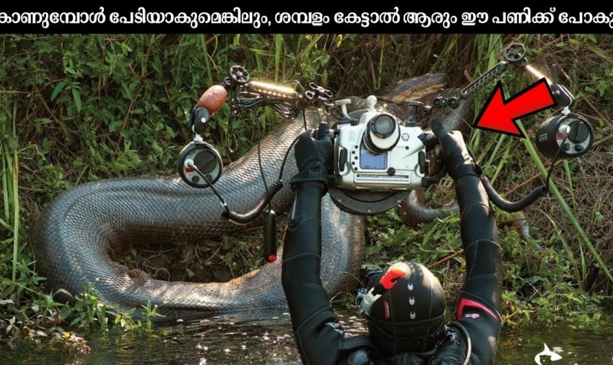 ലോകത്തിലെ ഏറ്റവും വിചിത്രമായ ജോലികൾ!