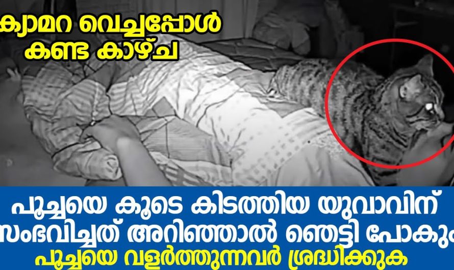 പൂച്ചയെ കൂടെ കിടത്തിയ യുവാവിന് സംഭവിച്ചത് അറിഞ്ഞാൽ ഞെട്ടി പോകും