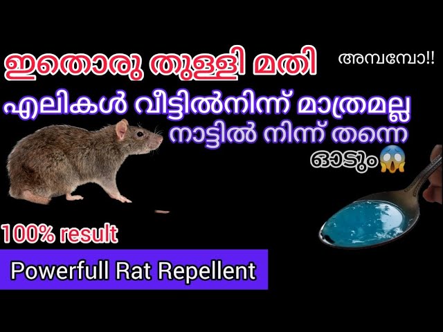100% എലി പെരുച്ചാഴി വീട്ടിൽ നിന്ന് മാത്രമല്ല നാട്ടിൽ നിന്ന് തന്നെ ഓടും