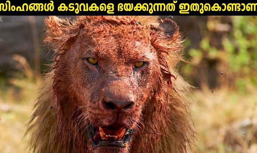 ആരാണ് കാട്ടിലെ യഥാർത്ഥ രാജാവ്?