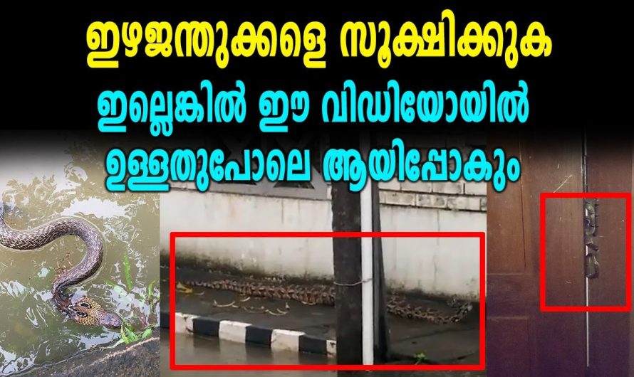 ഇഴജന്തുക്കൾ കയറിയാൽ മുൻകരുതലുകൾ ഇങ്ങനെ