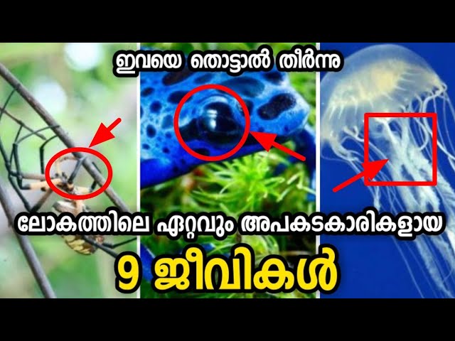 ഏറ്റവും അപകടകാരികളായ 9 ജീവികൾ