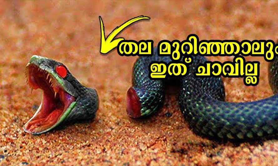 ചത്തു കഴിഞ്ഞാലും ജീവിക്കാൻ സാധ്യത ഉള്ള ജീവികൾ