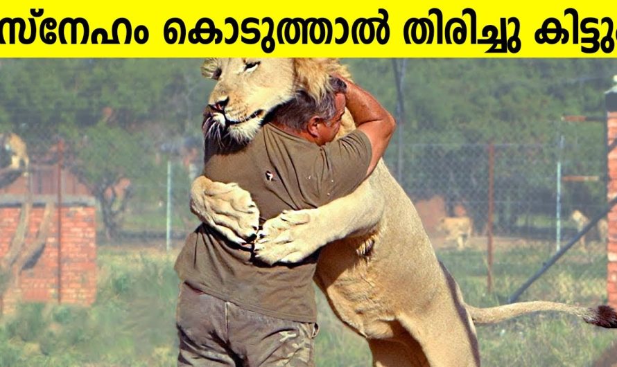 വർഷങ്ങൾക്ക് ശേഷം ഉടമകളുമായി വീണ്ടും ഒന്നിച്ച മൃഗങ്ങൾ!