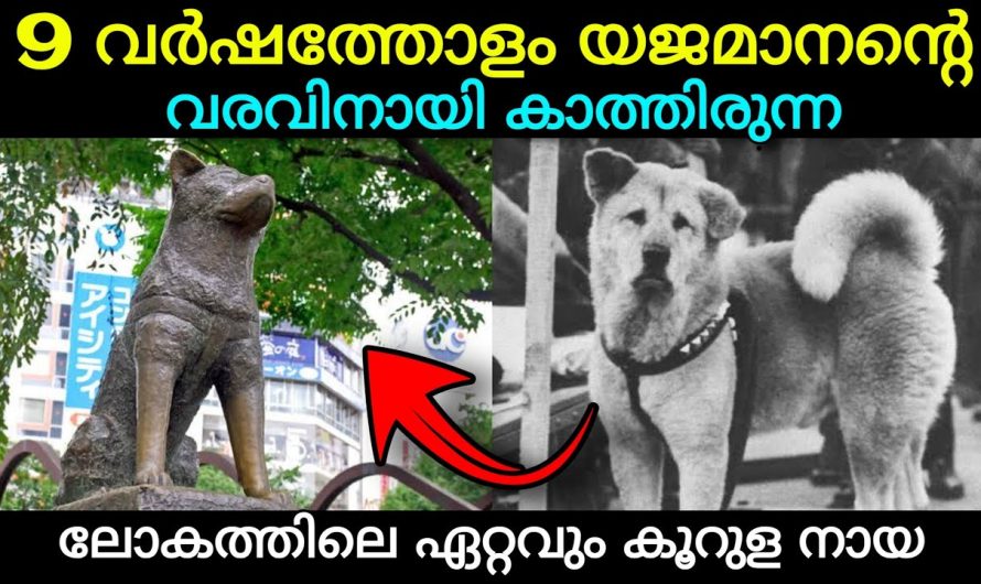9 വർഷത്തോളമേജ്മാന്റെ വരവിനായി കാത്തിരുന്ന നായയുടെ കഥ..
