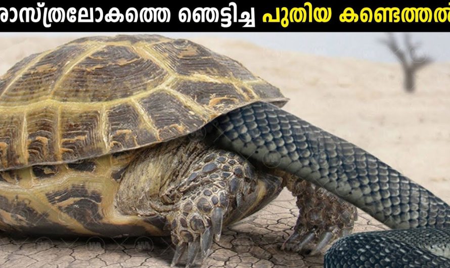 ഇവയുടെ മുമ്പിൽ പെട്ടാൽ തീർന്നു!