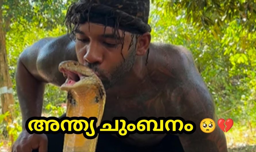 മരണത്തിൻ്റെ ചുംബനം 🥹 വിഷമേറിയ രാജവെമ്പാലയുടെ കടി