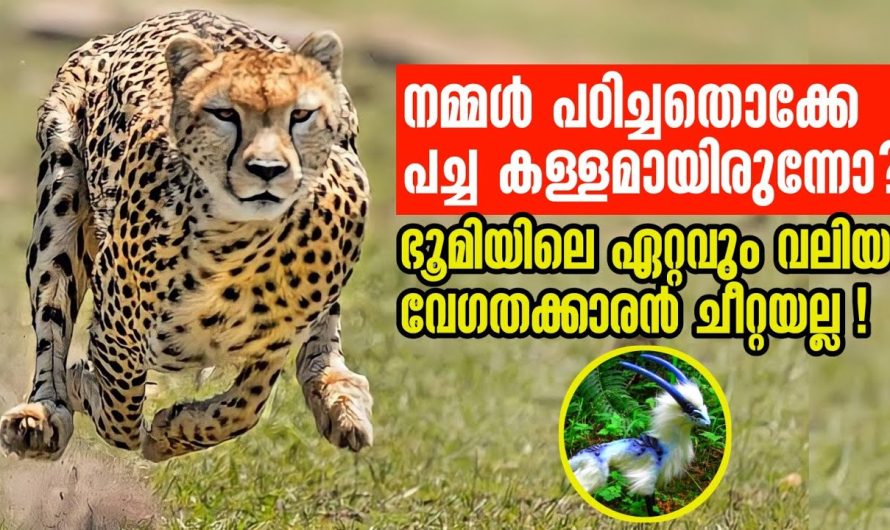 ചീറ്റകൾ പോലും ഇവരോട് തോൽക്കും!
