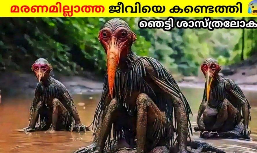 മരണമില്ലാത്ത ജീവിയെ കണ്ടെത്തി..!ഉത്തരം കിട്ടാതെ ശാസ്ത്രജ്ഞർ..