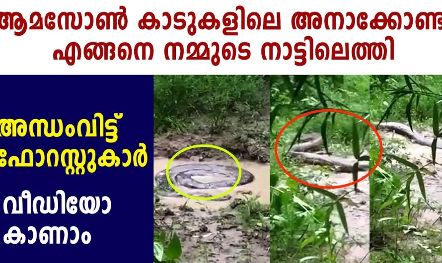 ആമസോൺ കാടുകളിലെ അനാക്കോണ്ട എങ്ങനെ നമ്മുടെ നാട്ടിലെത്തി..?