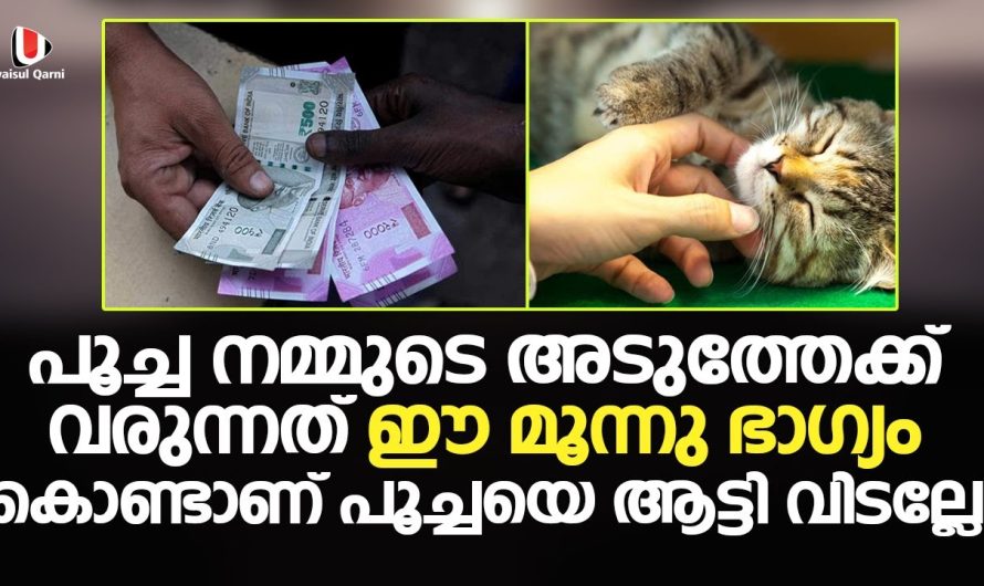 പൂച്ച നമ്മുടെ അടുത്തേക്ക് വരുന്നത് ഈ മൂന്നു ഭാഗ്യം കൊണ്ടാണ്