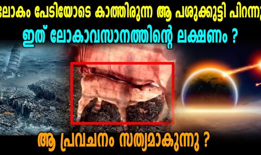 ലോകാവസാനത്തിന്റെ സൂചനയുമായി ചുവന്ന പശുക്കുട്ടി