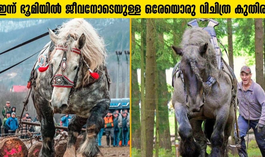 ലോകത്തിലെ ഏറ്റവും ഭംഗിയുള്ള കുതിരകൾ!