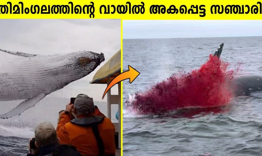 തിമിംഗലത്തിന്റെ വായിൽ അകപ്പെട്ടാൽ!!