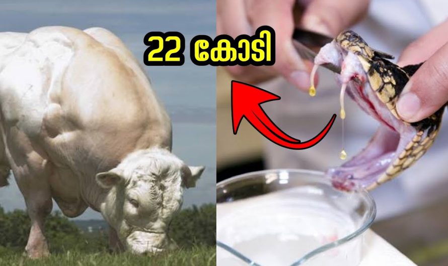 FARM കളിൽ ഉണ്ടാക്കുന്ന വിചിത്രമായ ഉൽപന്നങ്ങൾ