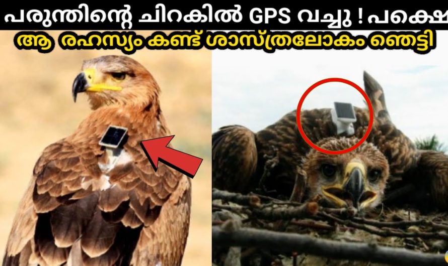 ഇന്നേവരെ ഉത്തരം കിട്ടാത്ത പരുന്തിൻ്റെ നിഗൂഢത..!😱