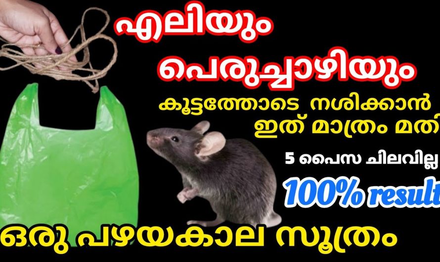 പൈസ ചിലവില്ലാതെ എലി പെരുച്ചാഴി ശല്യം ഒഴിവാക്കാം ഇങ്ങനെ ചെയ്താൽ