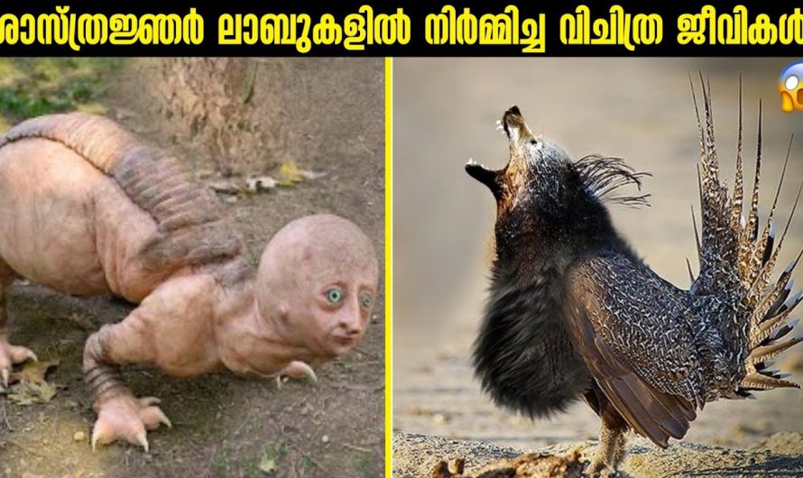 ശാസ്ത്രജ്ഞർ നിർമ്മിച്ച വിചിത്ര ജീവികൾ!