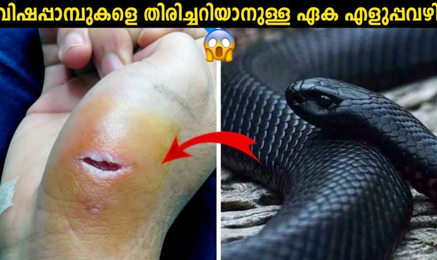 പാമ്പുകളെ തിരിച്ചറിയാനുള്ള എളുപ്പ മാർഗ്ഗം