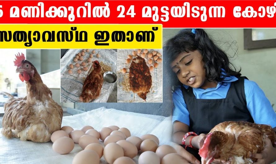 തുരുതുരാ മുട്ടയിടുന്ന കോഴിക്ക് പിന്നിലെ രഹസ്യം