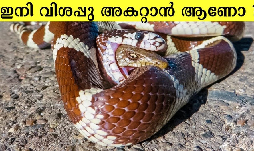 പാമ്പുകൾ മറ്റു പാമ്പുകളെ വിഴുങ്ങുന്നതിന് കാരണം ഇതാണ്