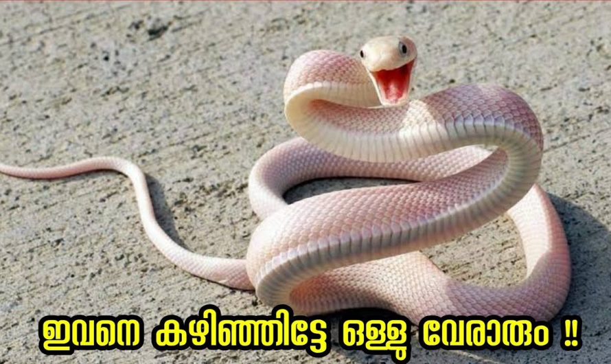ബാക്കി പാമ്പുകൾ ഇതിന്റെ പുറകെ ആണ് || പാമ്പുകൾക്ക് ഇടയിലെ സുന്ദരന്മാർ