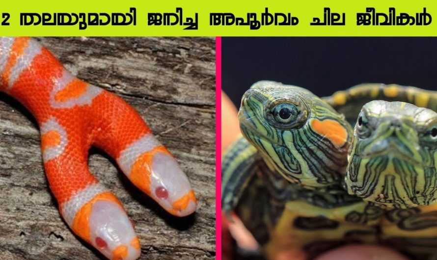 2 തലയുമായി ജനിച്ച അപൂർവം ചില ജീവികൾ