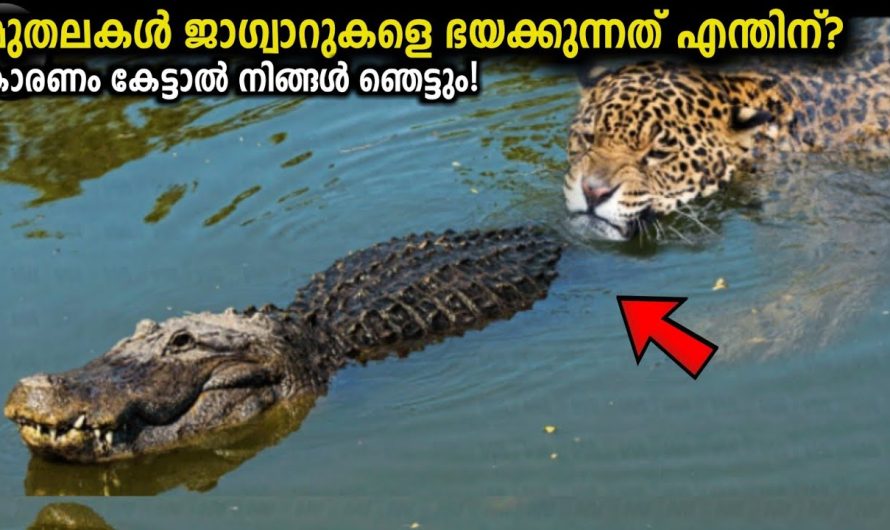 ആമസോണിലെ നരഭോജി അനാകൊണ്ടയല്ല!😱