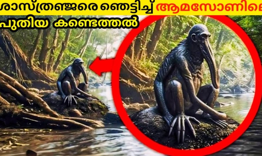ആമസോൺ വനത്തിലെ ഞെട്ടിക്കുന്ന കണ്ടെത്തലുകൾ..!!😱