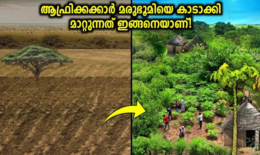 മരുഭൂമിയെ കാടാക്കി മാറ്റുന്ന ആഫ്രിക്കക്കാരുടെ വിദ്യ!