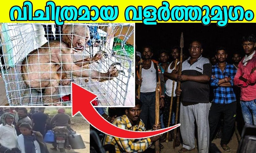 വളരെ വിചിത്രമായ വളർത്തു മൃഗങ്ങൾ