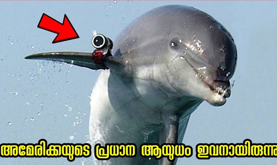 ശത്രുക്കളുടെ നീക്കങ്ങൾ അറിയാൻ ക്യാമറ വെച്ചു വിട്ടു || യുദ്ധത്തിന് ഉപയോഗിച്ച മൃഗങ്ങൾ