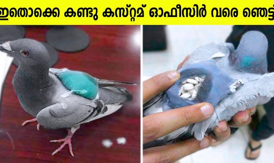 എയർപോർട്ടിലെ സെക്യൂരിറ്റികൾ പിടിച്ചെടുത്ത ചില ഞെട്ടിക്കുന്ന വസ്തുക്കൾ
