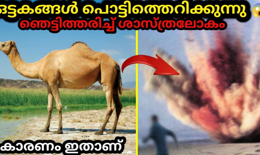 ഒട്ടകം പൊട്ടിത്തെറിക്കുന്നത് ഇത് കൊണ്ടാണ്..😱!