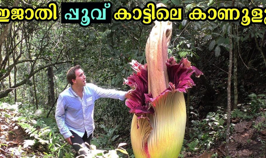 കാട്ടിലെ അമ്പരപ്പിക്കുന്ന വിചിത്രവുമായിട്ടുള്ള കണ്ടുപിടിത്തങ്ങൾ